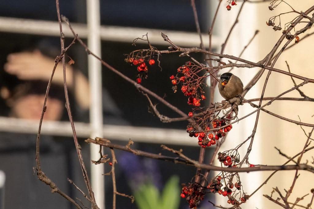 Waxwing perched on a branch at James Square